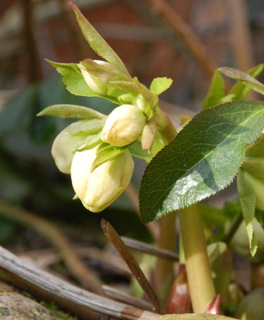 Christrose