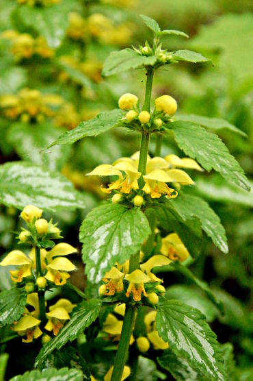 Silberblättrige Taubnessel