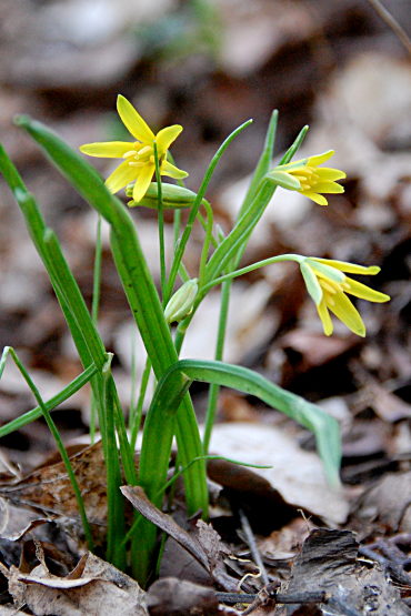 Wald-Goldstern