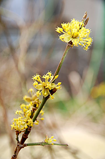 Blüte der Kornelkirsche