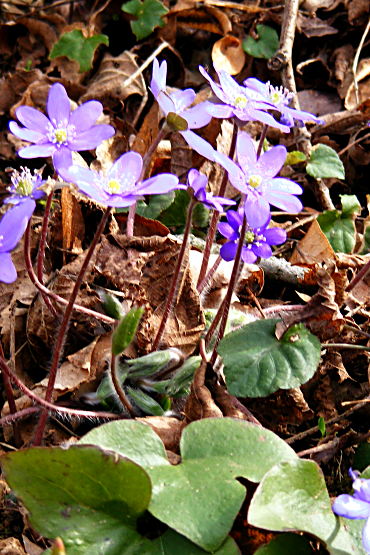 Leberblümchen