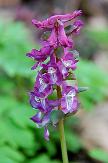 Hohler Lerchensporn