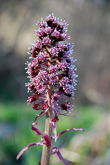 Rote Pestwurz