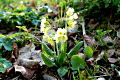 Hohe Schlüsselblume