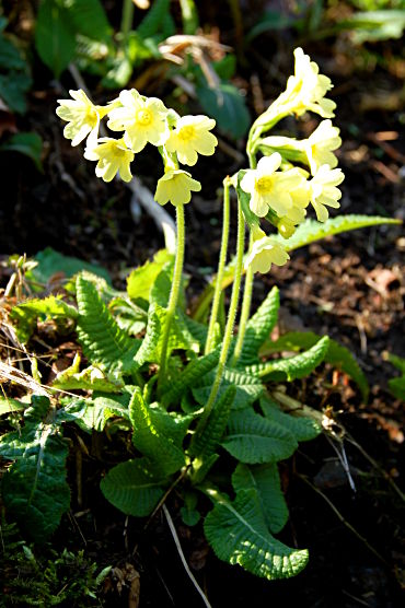 Hohe Schlüsselblume