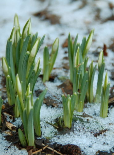 Schneeglöckchen