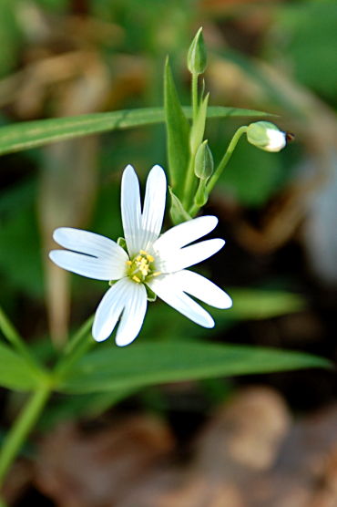 Große Sternmiere