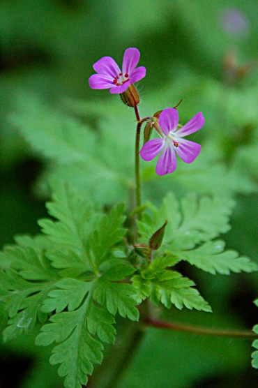 Stinkender Storchschnabel